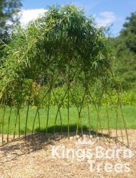 Living Willow Arbour Kits 