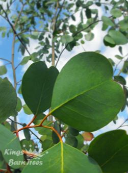 Eucalyptus camphora - Swamp Gum