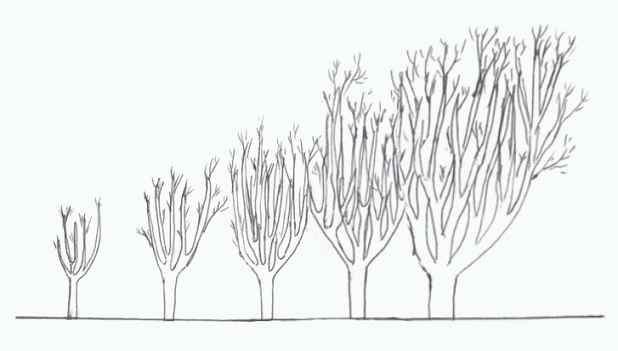 Illustration of Willow growth year on year