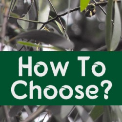 How To Choose Eucalyptus Species