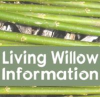 Why Plant Willow?
