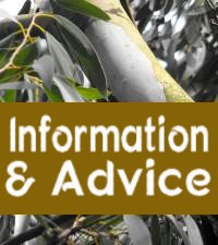 Information & Advice