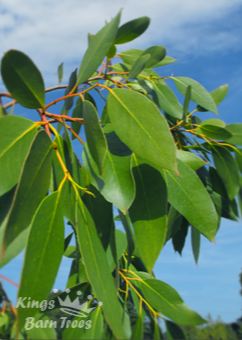 Eucalyptus johnstonii - Tasmanian Yellow Gum