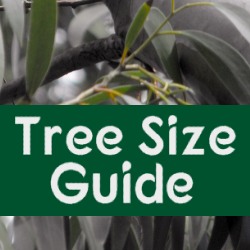 Tree Size Guide