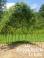 Living Willow Arbour Kits  - view 1