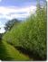 Living Willow Double Row Hedge Kit - per metre - view 3