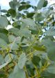 Eucalyptus archerii - Alpine Cider Gum - view 1