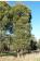 Eucalyptus johnstonii - Tasmanian Yellow Gum - view 1