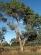 Eucalyptus perriniana - Spinning Gum - view 1
