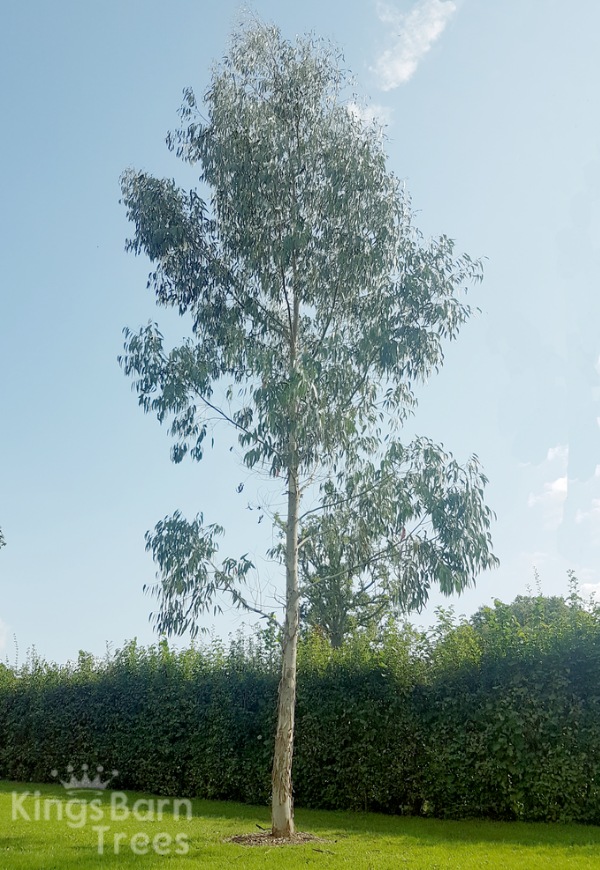 Eucalyptus rubida Candle Bark Tall Evergreen Tree For Sale